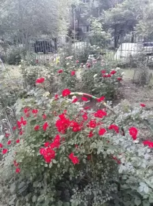 Фотография Детский сад №278 0